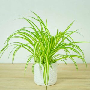 zielistka-chlorophytum-comosum-variegatum