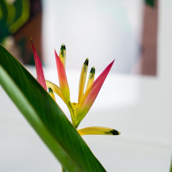 heliconia-psittacorum-hawaii heliconia-psittacorum-hawaii