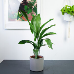 Aspidistra wyniosła (aspidistra elatior)