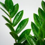 zamioculcas-zamiifolia-zamiokulkas