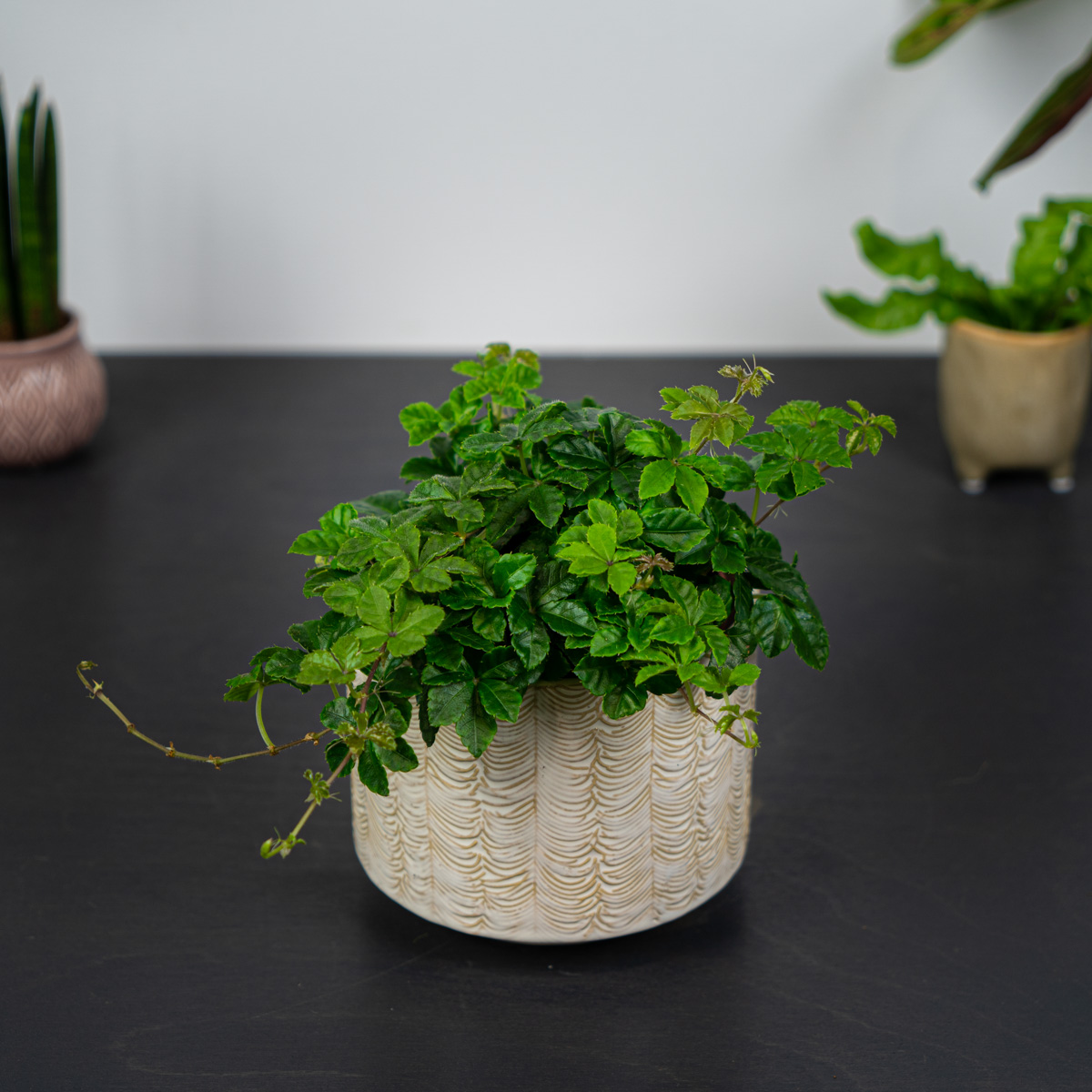 Cissus