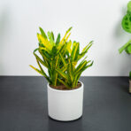 codiaeum-sunny-star-kroton