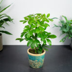 szeflera-nora-schefflera-arboricola