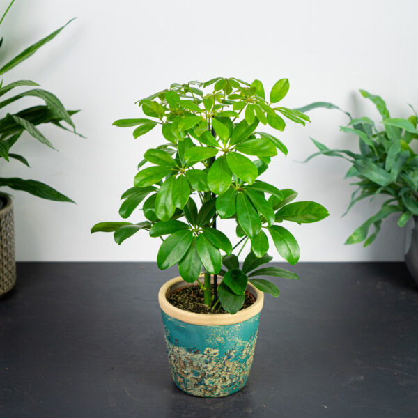 szeflera-nora-schefflera-arboricola
