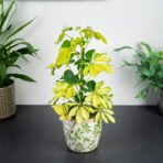 szeflera-melanie-schefflera-arboricola