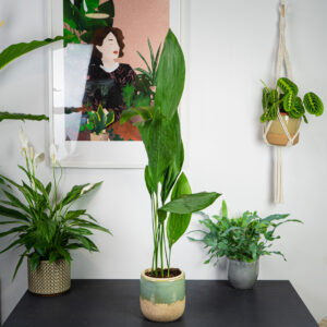 aspidistra-wyniosla-elatior