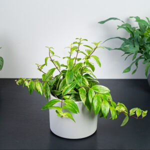 eszynantus-variegata-aeschynanthus