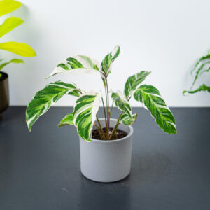 calathea-white-fusion