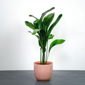 Aspidistra wyniosla elatior