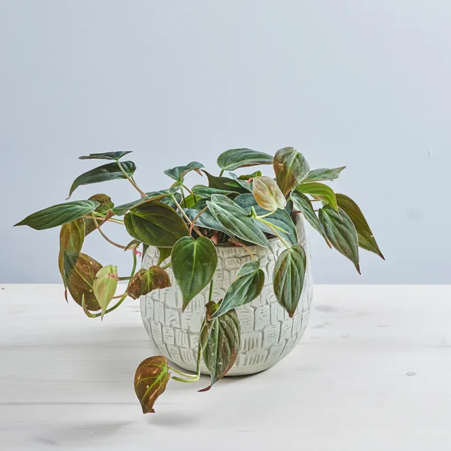 MS181k_0064_MS18 64 Philodendron micans
