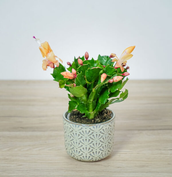 kaktus-bozego-narodzenia-grudnik-pomaranczowy-schlumbergera