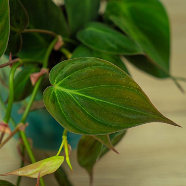 philodendron-micans (2) philodendron-micans