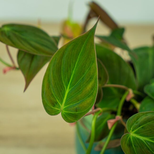 philodendron-micans (3) philodendron-micans (3)