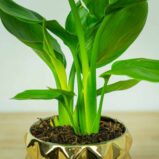 strelicja-krolewska-strelitzia-reginae