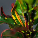 codiaeum-mammi-kroton