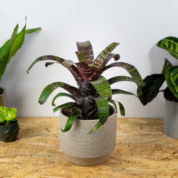 frizea-fosteriana-red-chestnut-vriesea
