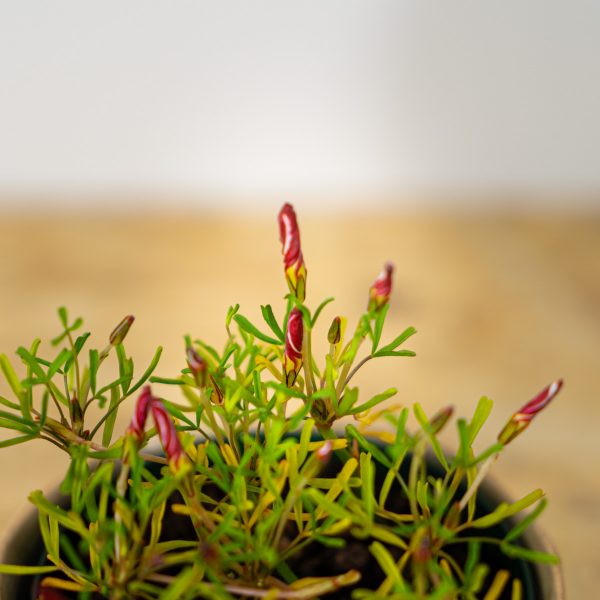 szczawik-roznobarwny-oxalis-versicolor szczawik-roznobarwny-oxalis-versicolor