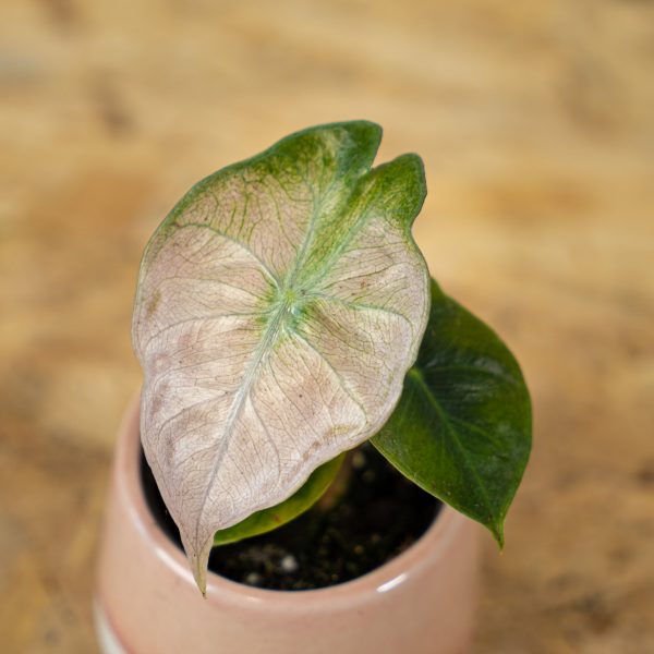 alokazja-pink-dragon-variegata alokazja-pink-dragon-variegata