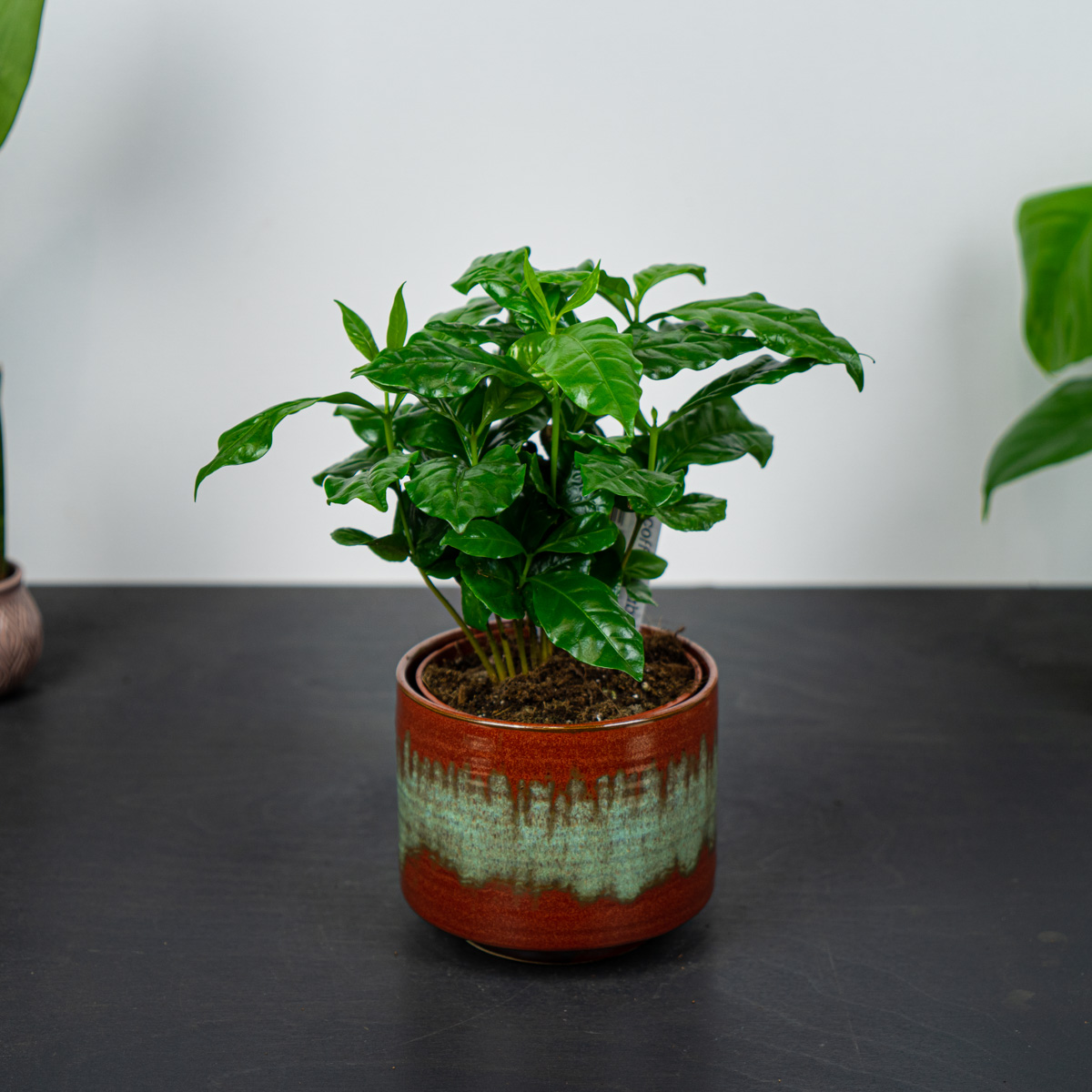 Kawa (coffee arabica)