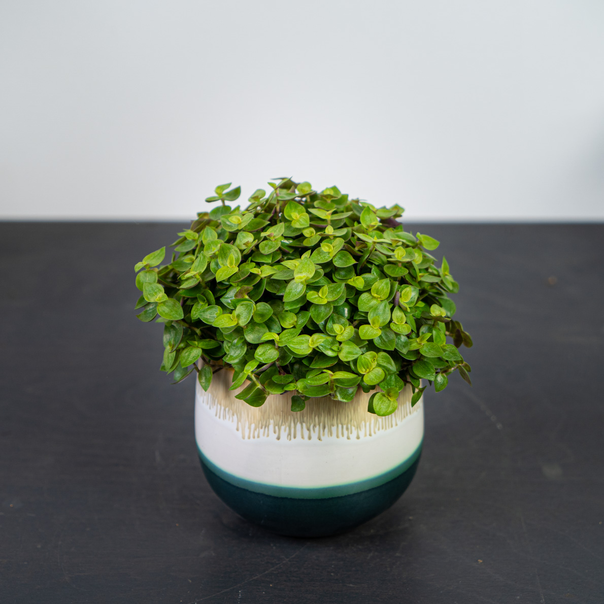 Smużyna płożąca (callisia repens)