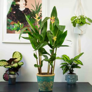 heliconia-psittacorum-hawaii