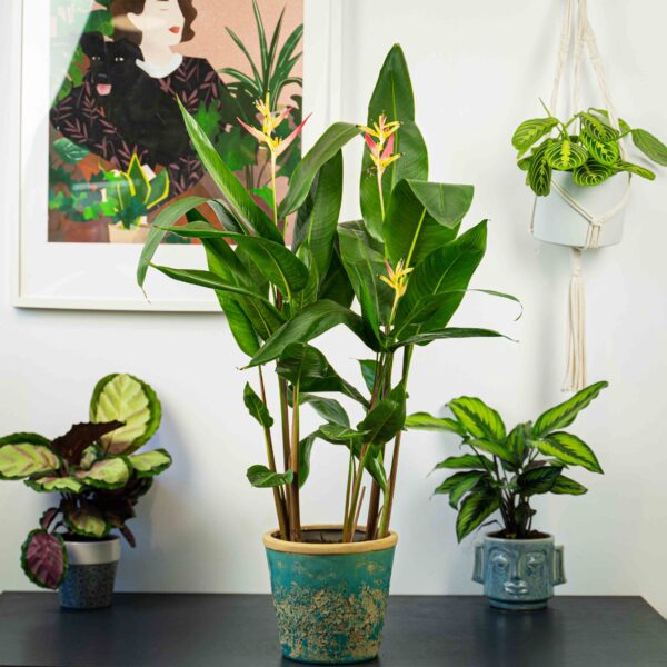 heliconia-psittacorum-hawaii