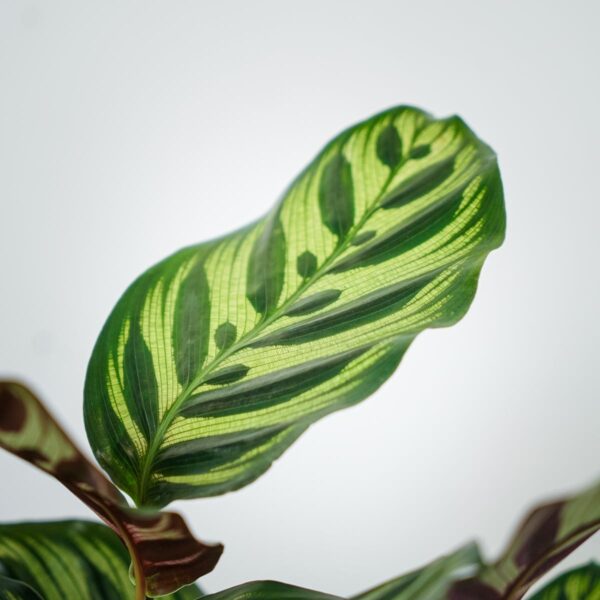 calathea-makoyana (2) calathea-makoyana