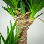 juka-yucca