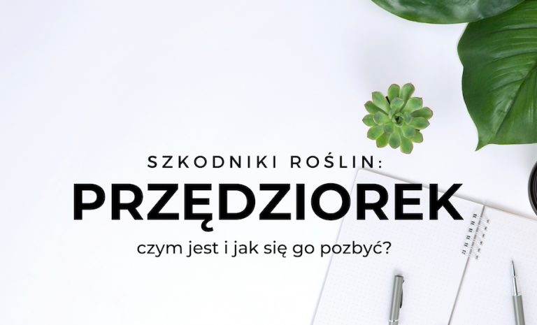 Jak zwalczyć przędziorka domowym sposobem?
