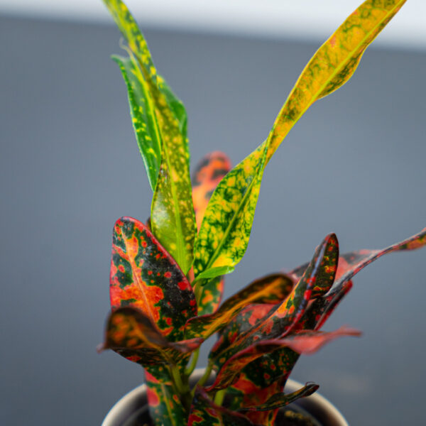 codiaeum-mammi-baby-kroton codiaeum-mammi-baby-kroton