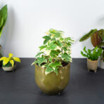 fatsjobluszcz-lizjanski-variegata-fatshedera