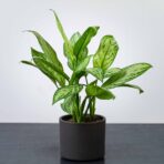 aglaonema-maria-christina