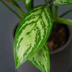 aglaonema-maria-christina