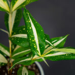 dracena-milky-way