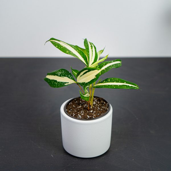 dracena-milky-way