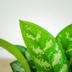 aglaonema-maria