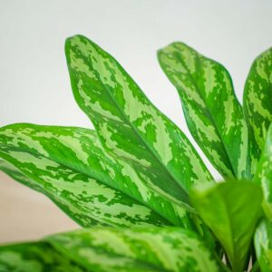 aglaonema-maria
