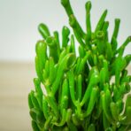 crassula-ovata-gollum-grubosz