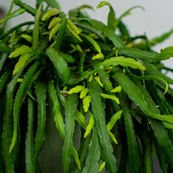 lepismium-bolivianum lepismium-bolivianum