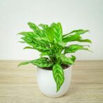 aglaonema-maria