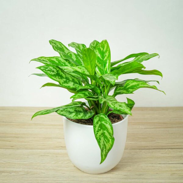 aglaonema-maria aglaonema-maria