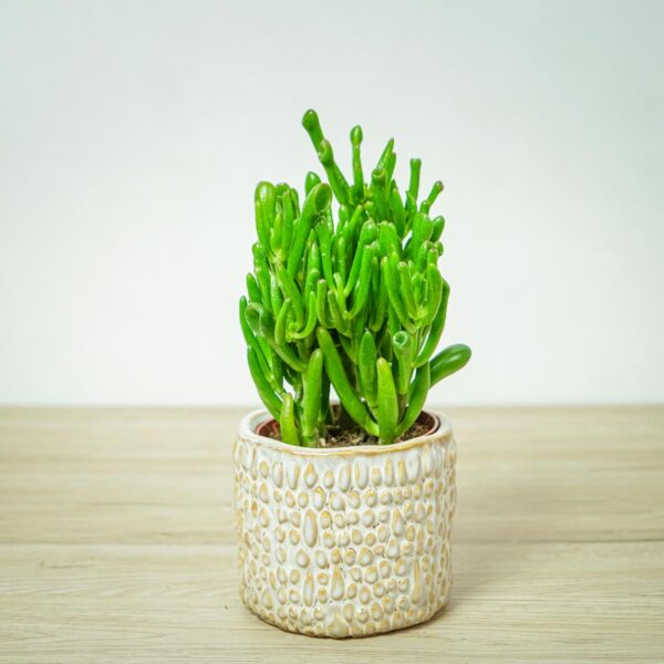 crassula-ovata-gollum-grubosz crassula-ovata-gollum-grubosz