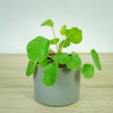 pilea-peperomioides-variegata-pieniazek-white-sugar-splash