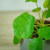 pilea-peperomioides-variegata-pieniazek-white-sugar-splash