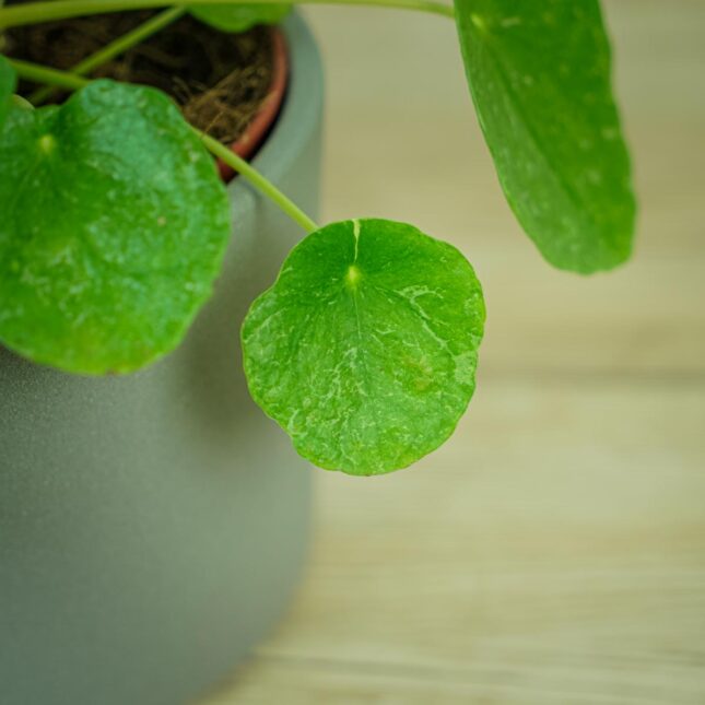 pilea-peperomioides-variegata-pieniazek-white-sugar-splash3 pilea-peperomioides-variegata-pieniazek-white-sugar-splash