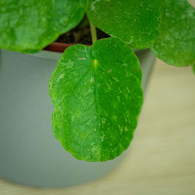 pilea-peperomioides-variegata-pieniazek-white-sugar-splash4 pilea-peperomioides-variegata-pieniazek-white-sugar-splash