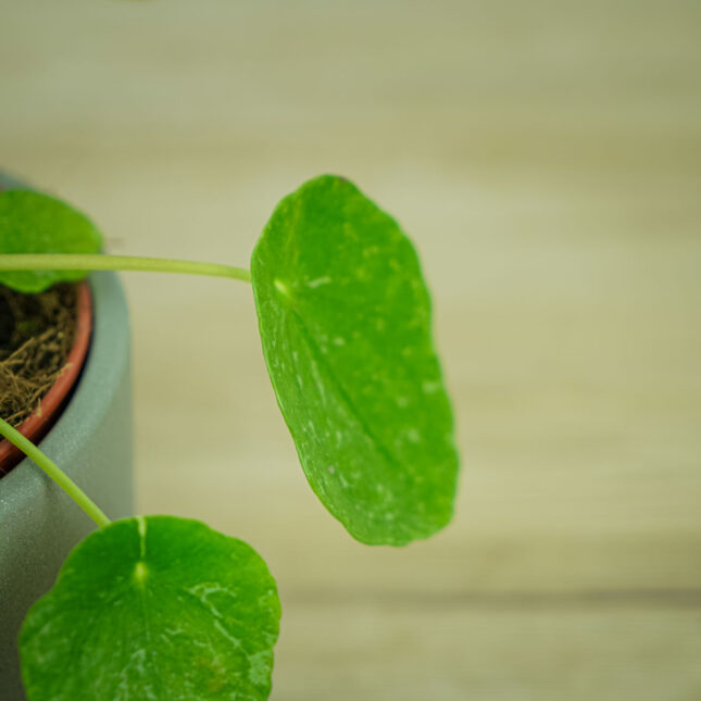 pilea-peperomioides-variegata-pieniazek-white-sugar-splash5 pilea-peperomioides-variegata-pieniazek-white-sugar-splash