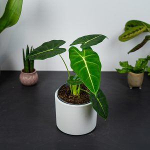 alokazja-micholitziana-frydek-alocasia