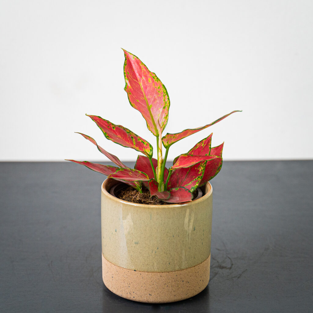 aglaonema-red-master