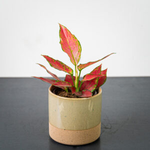 aglaonema-red-master